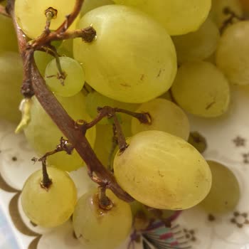 Carrefour SA Onlinedan Yaptığım Çürük Sebze Meyve Alışveriş Fiyaskosu