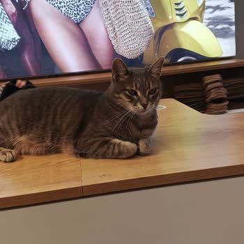 Penti Caferağa Şubesi Şikayet