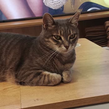 Penti Caferağa Şubesi Şikayet