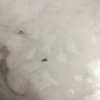 indomie Noodle Dan Böcek Çıktı