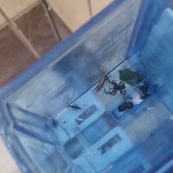 Jura Hotels Kemer Resort Jura Kemer Hotels