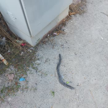 Kayseri ve Civarı Elektrik A.Ş. Elektrik Panosu Kablosu