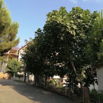 Tuzla Belediyesi Şikayet Ettiğim Şahıs Akşam Sinek İlaçlama Aracının Önünü Kesip