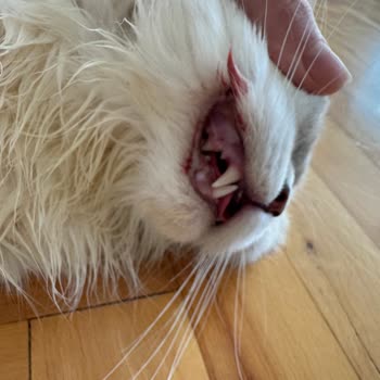 Pet Klinikum Veteriner Kliniği Kısırlaştırma İşlemi!