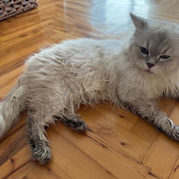 Pet Klinikum Veteriner Kliniği Kısırlaştırma İşlemi!