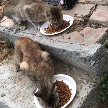 Eyüp Belediyesi Mama Desteği Yalanı...