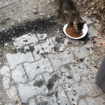 Eyüp Belediyesi Mama Desteği Yalanı...