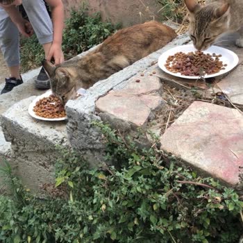 Eyüp Belediyesi Mama Desteği Yalanı...