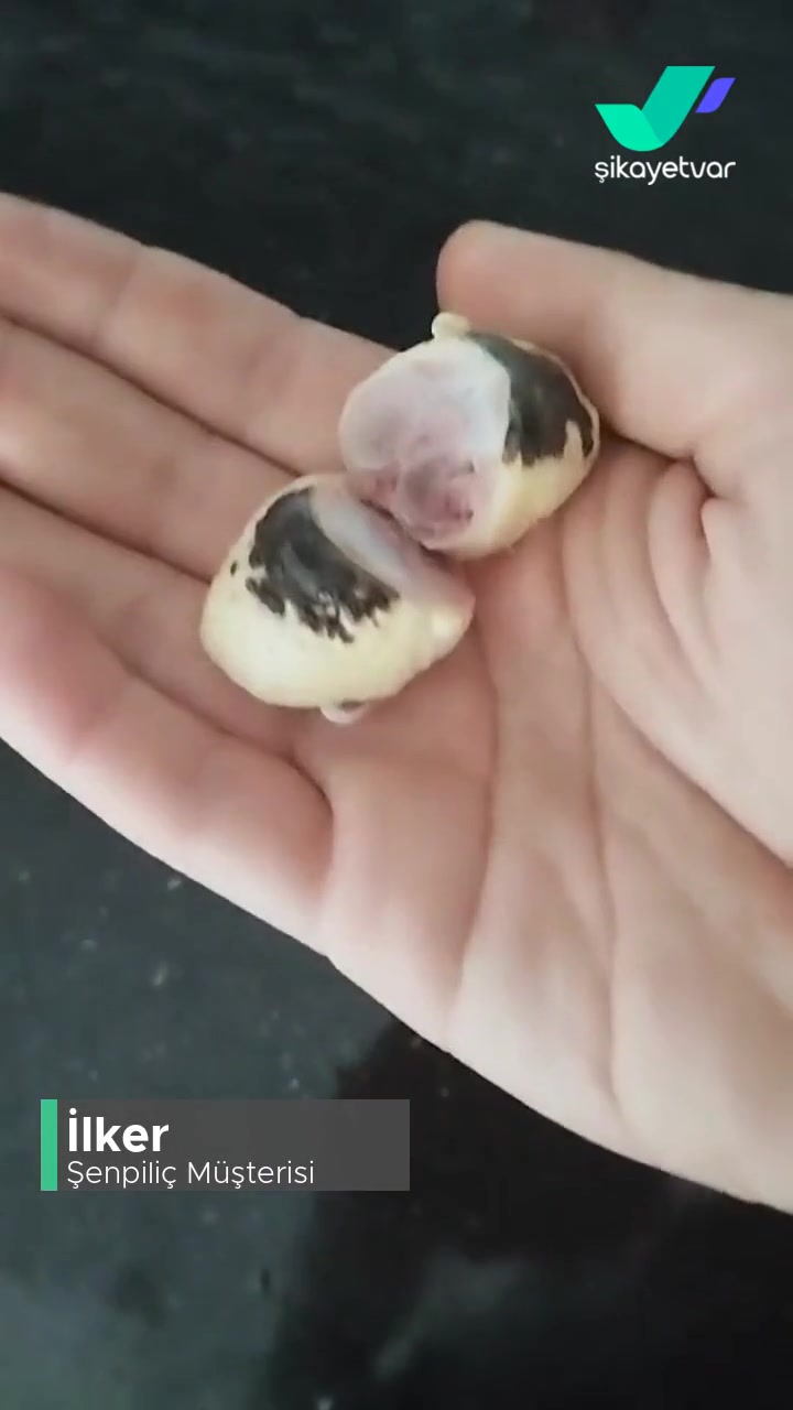 Şenpiliç Bütün Tavuk Siyah Lekeler Ve Bayatlamış Tavuk! videonun kapak resmi