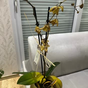 Çiçek Sepeti Orkidesi İki Gün İçinde Soldu