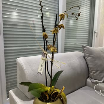 Çiçek Sepeti Orkidesi İki Gün İçinde Soldu