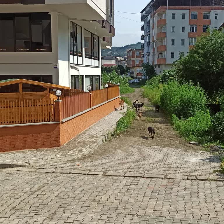 Araklı Belediyesi Mahalle Aralarındaki Başıboş Köpekler