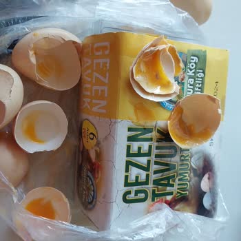 Migros Yumurtası Çürümüş Ve Cenin Olmuş