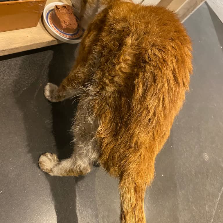 Şişli Belediyesi Veteriner E Canlı Giden Kedimin Ölmesi