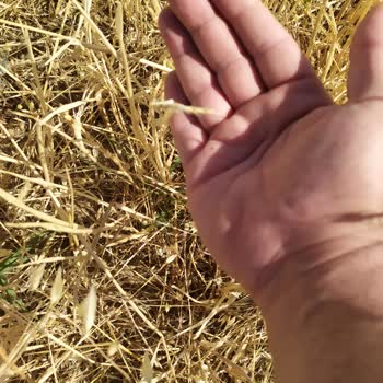 TARSİM Oyaladı Sonra Sigorta Red Dedi