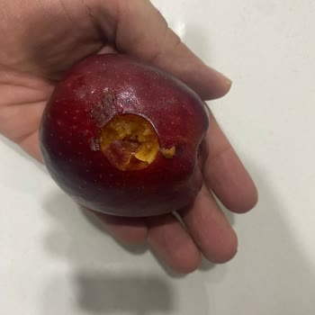 Migros Hemen Tek Siparişte Yanlış Eksik Ve Çürük Gönderebiliyor.