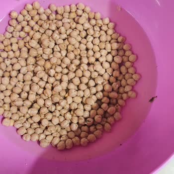 Yayla Bakliyat Yayla Marka Nohudun Böceklenmesi