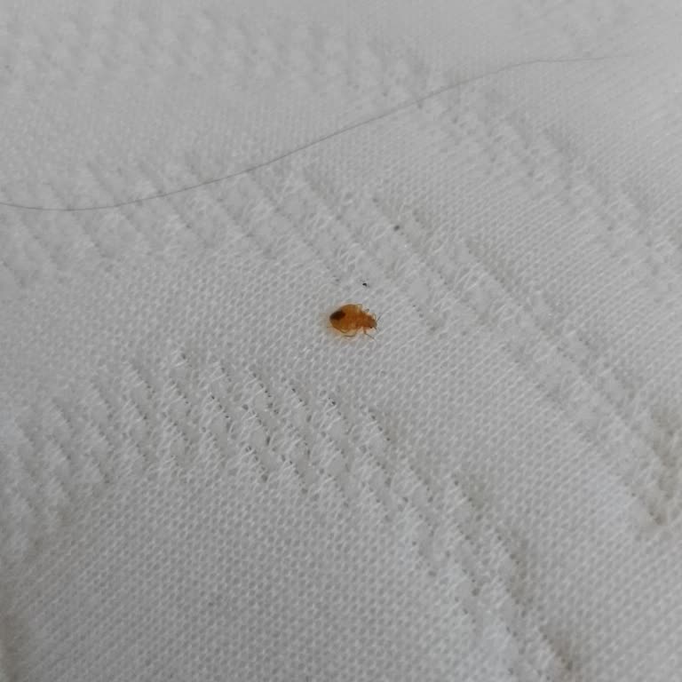 ASM Mobilya Eşyamdan Tahta Kurusu Çıktı