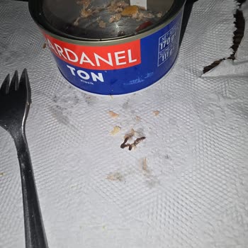 Dardanel Ton Balığı Hayal Kırıklığı