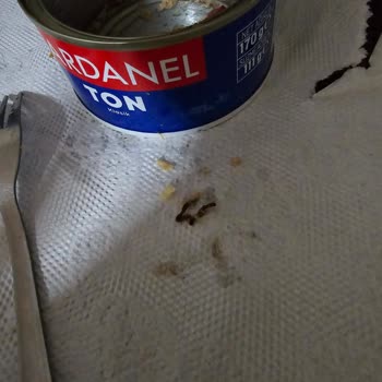 Dardanel Ton Balığı Hayal Kırıklığı