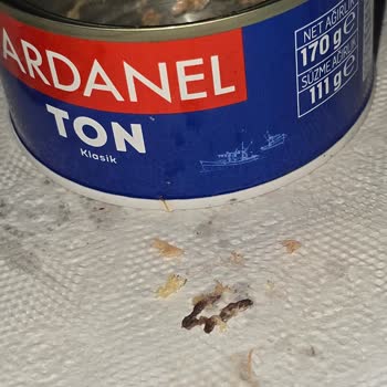 Dardanel Ton Balığı Hayal Kırıklığı