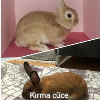 Puhu Petshop Hasta Hayvan Satışı Yapıyor