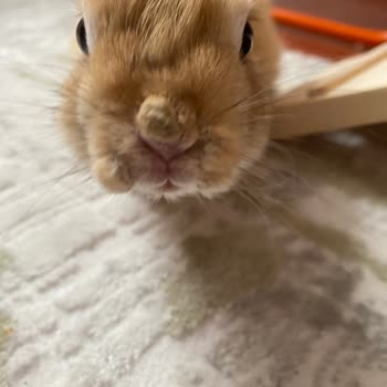 Puhu Petshop Hasta Hayvan Satışı Yapıyor