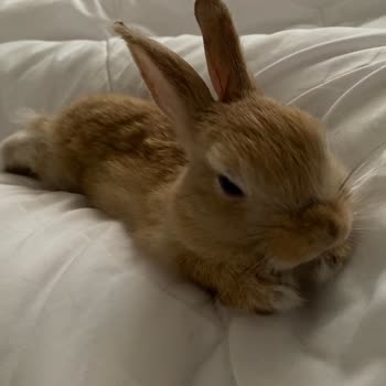 Puhu Petshop Hasta Hayvan Satışı Yapıyor