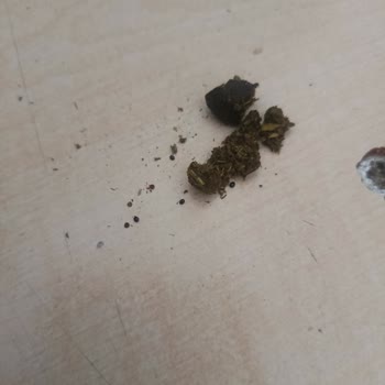 Amigo Çekirdek Hayvan Dışkısı Çıktı