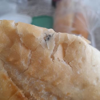 BİM'de Sinekli Ekmek