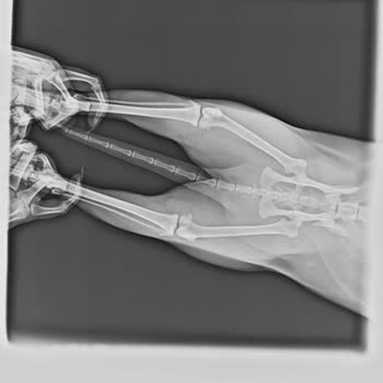 Ankara Sempati Veteriner Kliniği'nde İhmal!