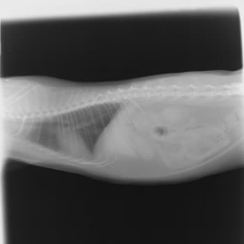 Ankara Sempati Veteriner Kliniği'nde İhmal!