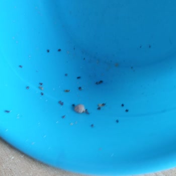 BİM Saban Nohudun Kullanım Tarihine Rağmen Bozuk Çıkması