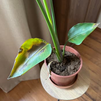 Fidan Burada'dan Alınan Starliçe Sebepsiz Soldu