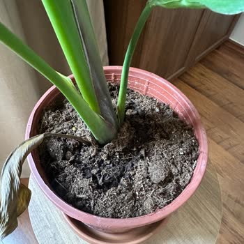 Fidan Burada'dan Alınan Starliçe Sebepsiz Soldu