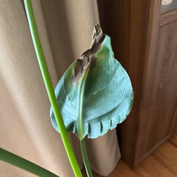 Fidan Burada'dan Alınan Starliçe Sebepsiz Soldu