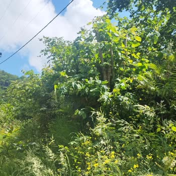 Çoruh Edaş Çoruh Aksa Ait Yüksek Gerilim Hattının Yerini Değiştirme