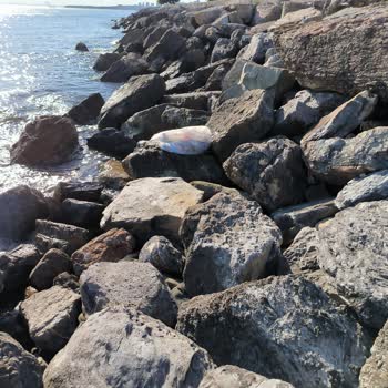 İBB - İstanbul Büyükşehir Belediyesi Kadıköy Şaşkınbakkal Da Çöp Birikintisi