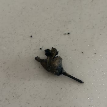 Akkaş Çiftliği Tavuktan Çıkan Küflü Çivi!