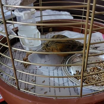 Pet-Ra Veteriner Kliniği Yanlış Tedavi Ve Kötü Hizmet