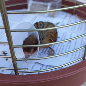 Pet-Ra Veteriner Kliniği Yanlış Tedavi Ve Kötü Hizmet