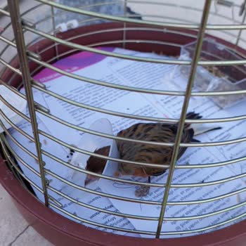 Pet-Ra Veteriner Kliniği Yanlış Tedavi Ve Kötü Hizmet