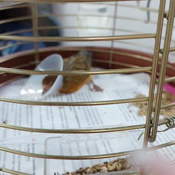 Pet-Ra Veteriner Kliniği Yanlış Tedavi Ve Kötü Hizmet