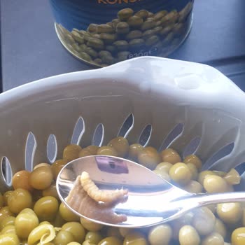 Harras Konserve Kurtlu Çıktı