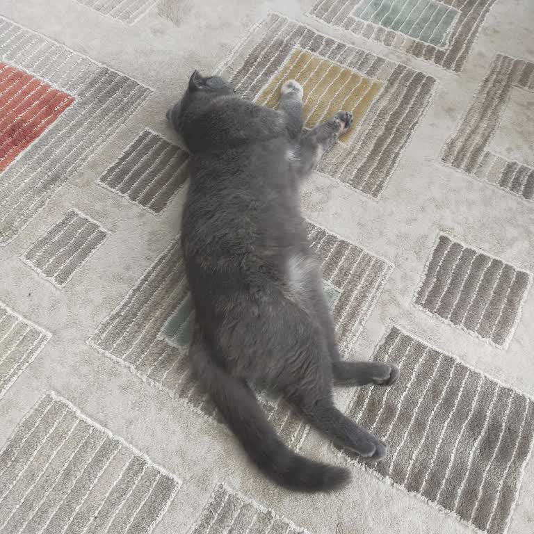 Whiskas 1+ Kedi Maması