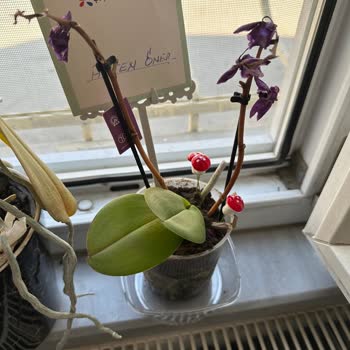 ÇiçekSepeti 1 Günde Solan Orkide