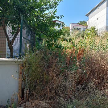 Tekirdağ Süleymanpaşa Belediyesi Otlarla Kaplı Alana Bir Çözüm!