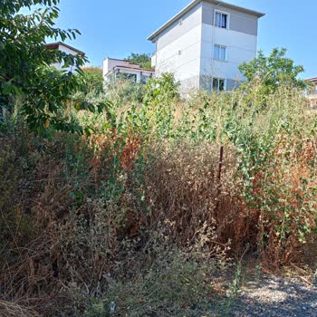 Tekirdağ Süleymanpaşa Belediyesi Otlarla Kaplı Alana Bir Çözüm!