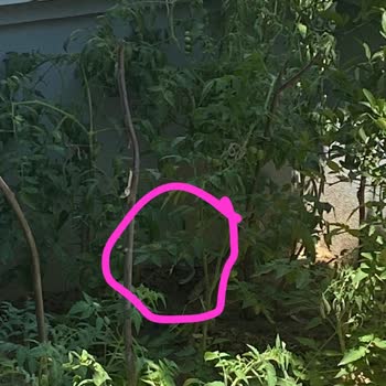 Tekirdağ Süleymanpaşa Belediyesi Otlarla Kaplı Alana Bir Çözüm!