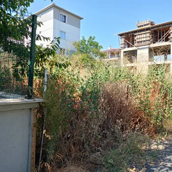 Tekirdağ Süleymanpaşa Belediyesi Otlarla Kaplı Alana Bir Çözüm!